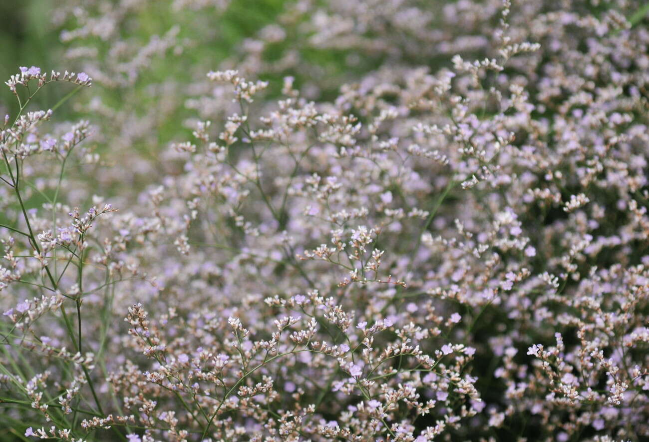 Image of Sea lavendar