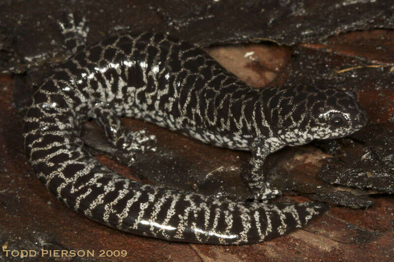 Image of mole salamanders