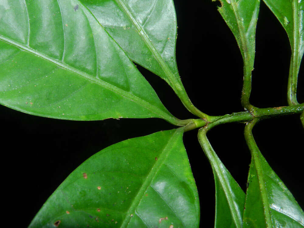 Plancia ëd Psychotria remota Benth.