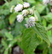 Image of whiteweed