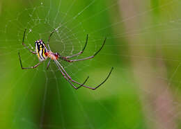 Image of Leucauge argyra (Walckenaer 1841)