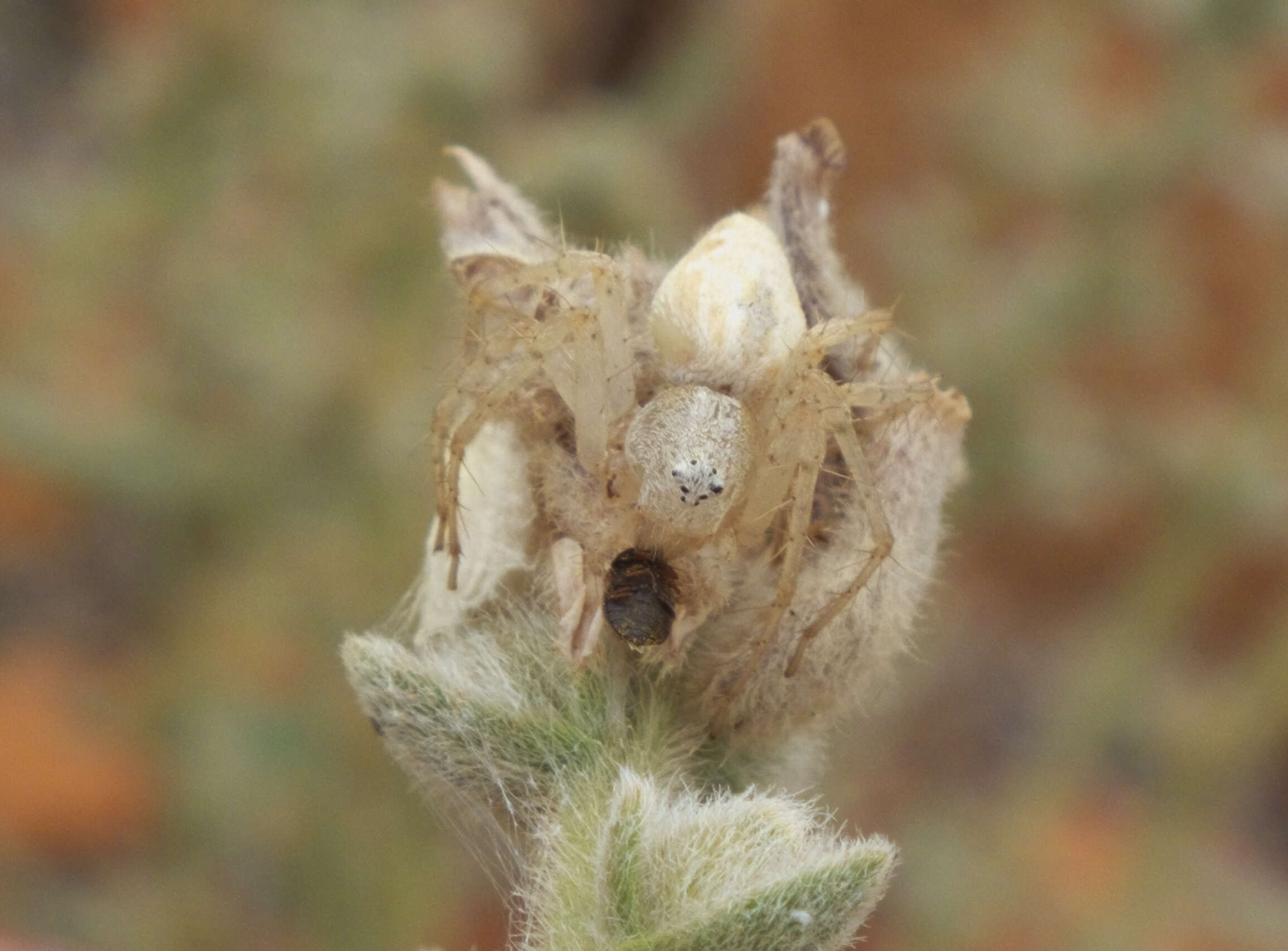 Image of lynx spider