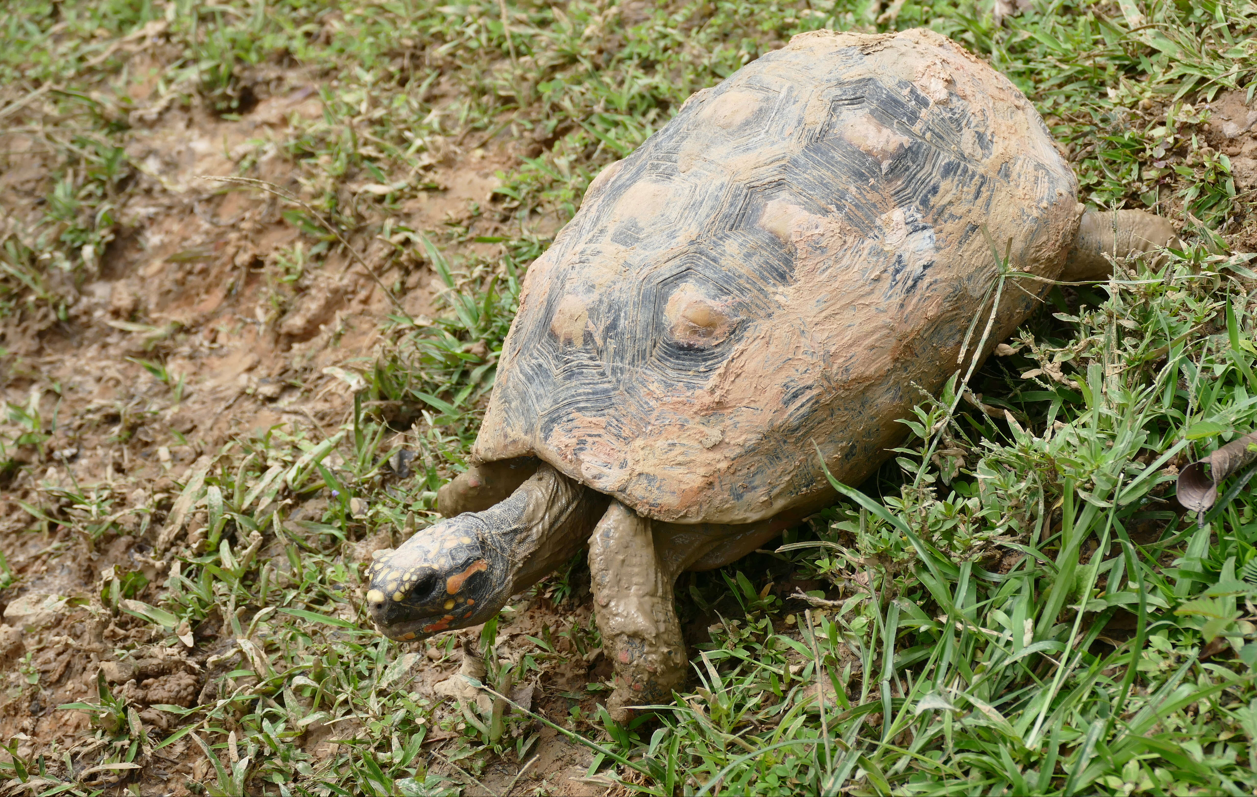 Image of Red-footed Tortoise