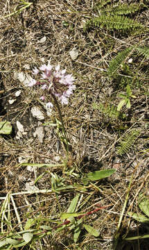 Image of Lady's leek