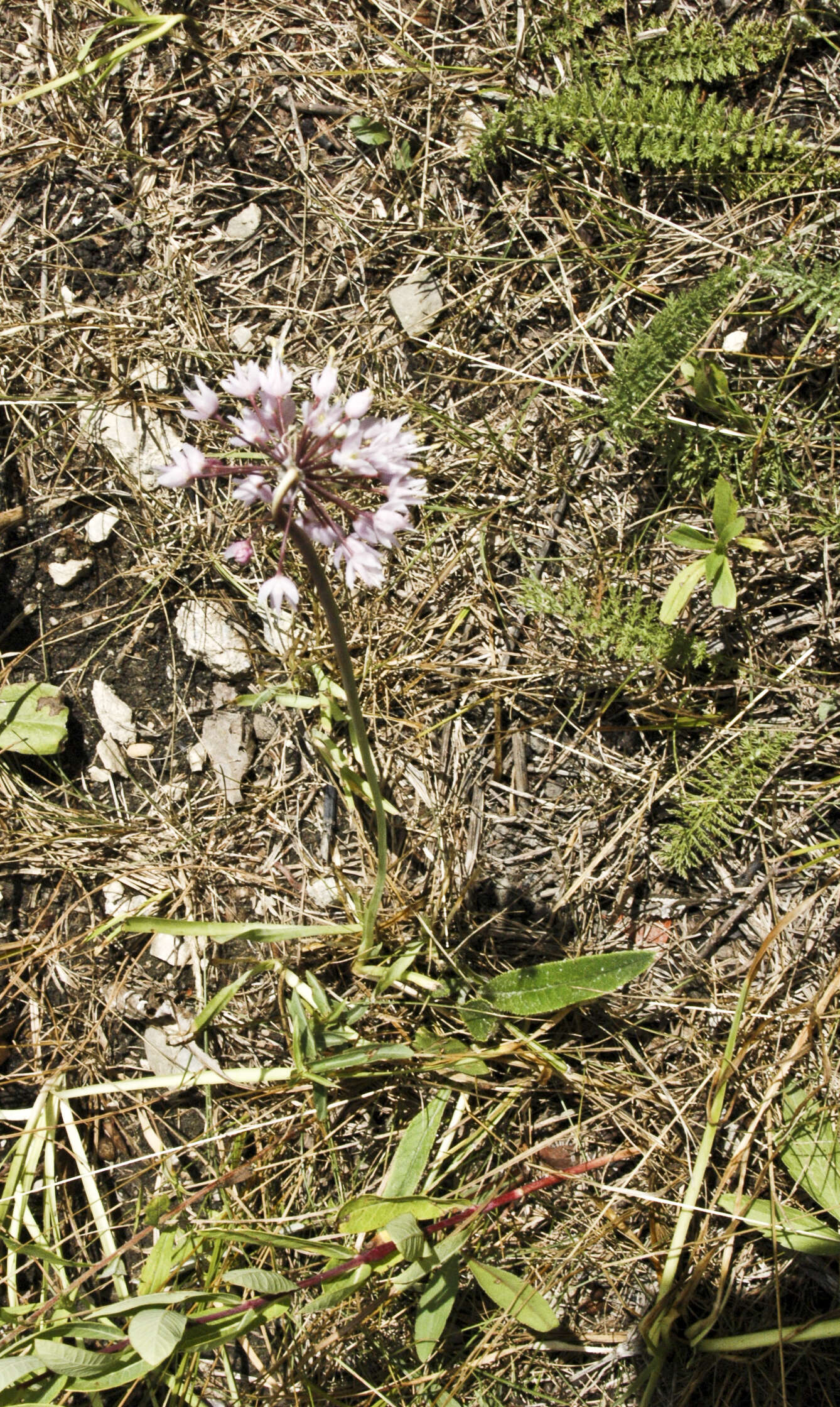 Image of Lady's leek