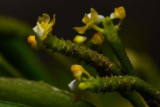 Image of Grosoudy's orchids