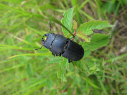 Dorcus parallelipipedus (Linnaeus 1758)的圖片