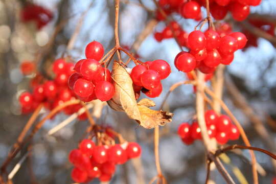 Image of Guelder Rose