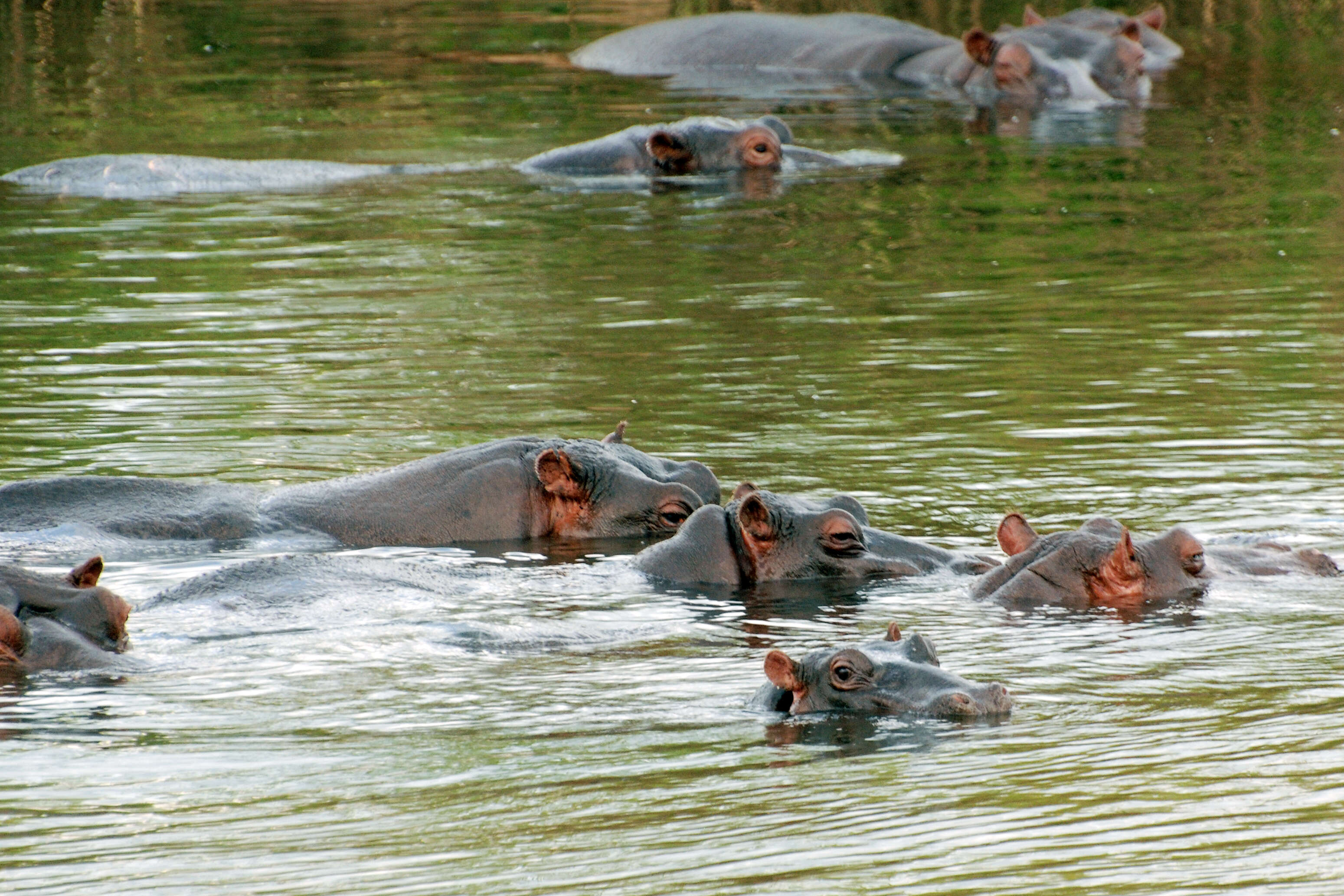 Image of Common Hippopotamus