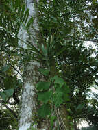 Image of monstera