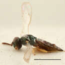 Trichomalus campestris (Walker 1834) resmi