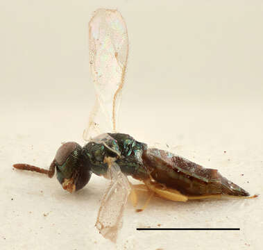 Trichomalus campestris (Walker 1834) resmi