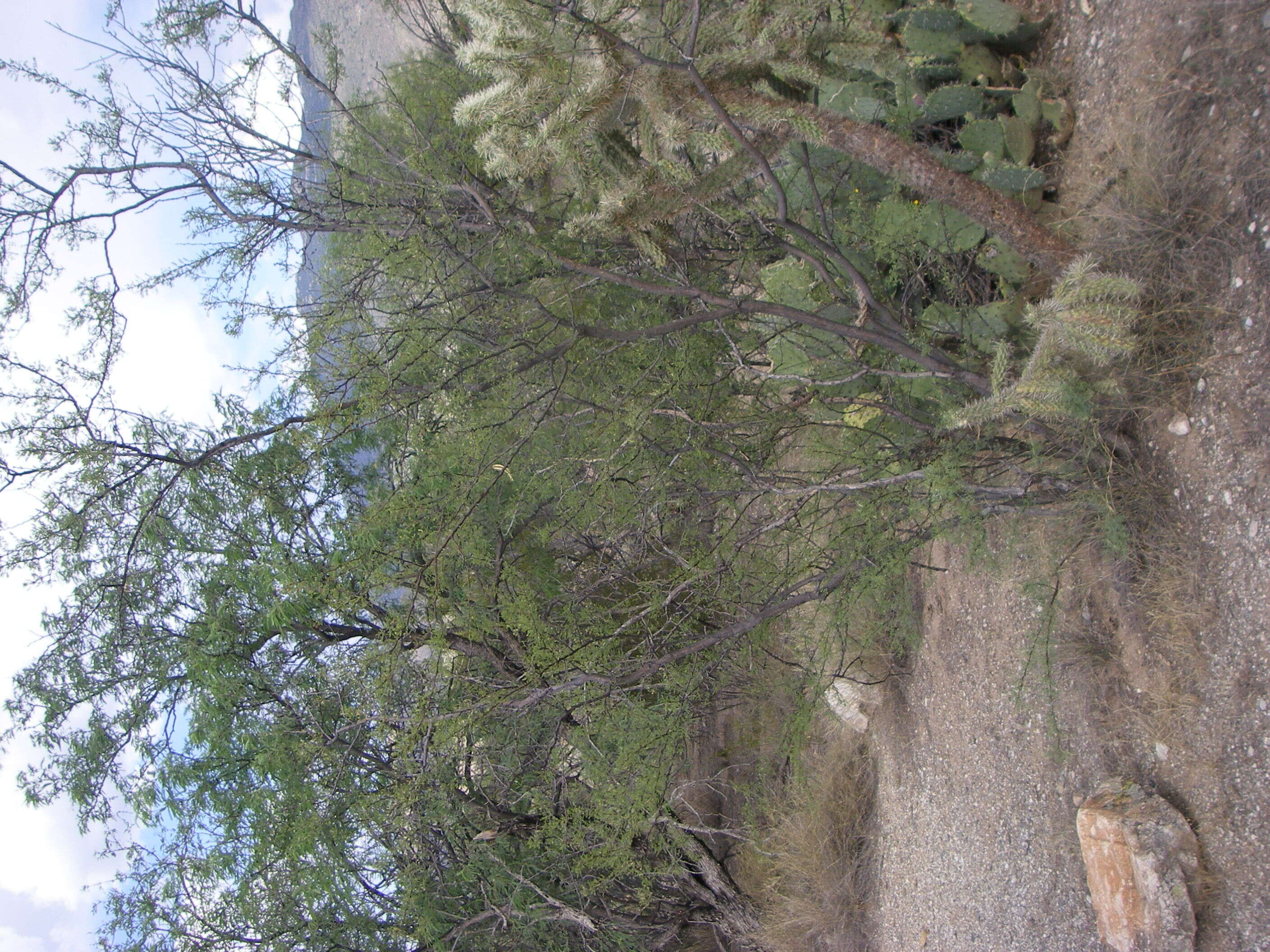 Image of whitethorn acacia