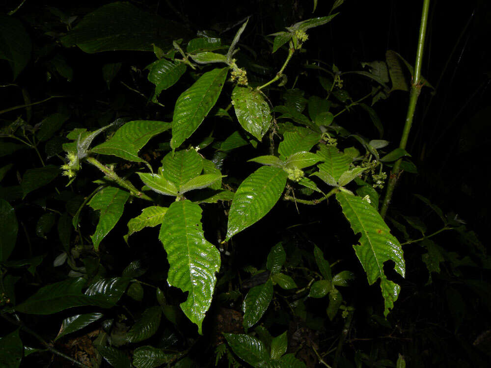 Image of Psychotria acicularis C. M. Taylor