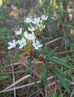 Image of Rusty Labrador-Tea