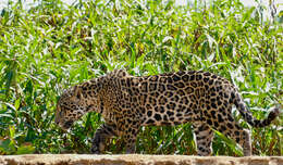 Image of Jaguar