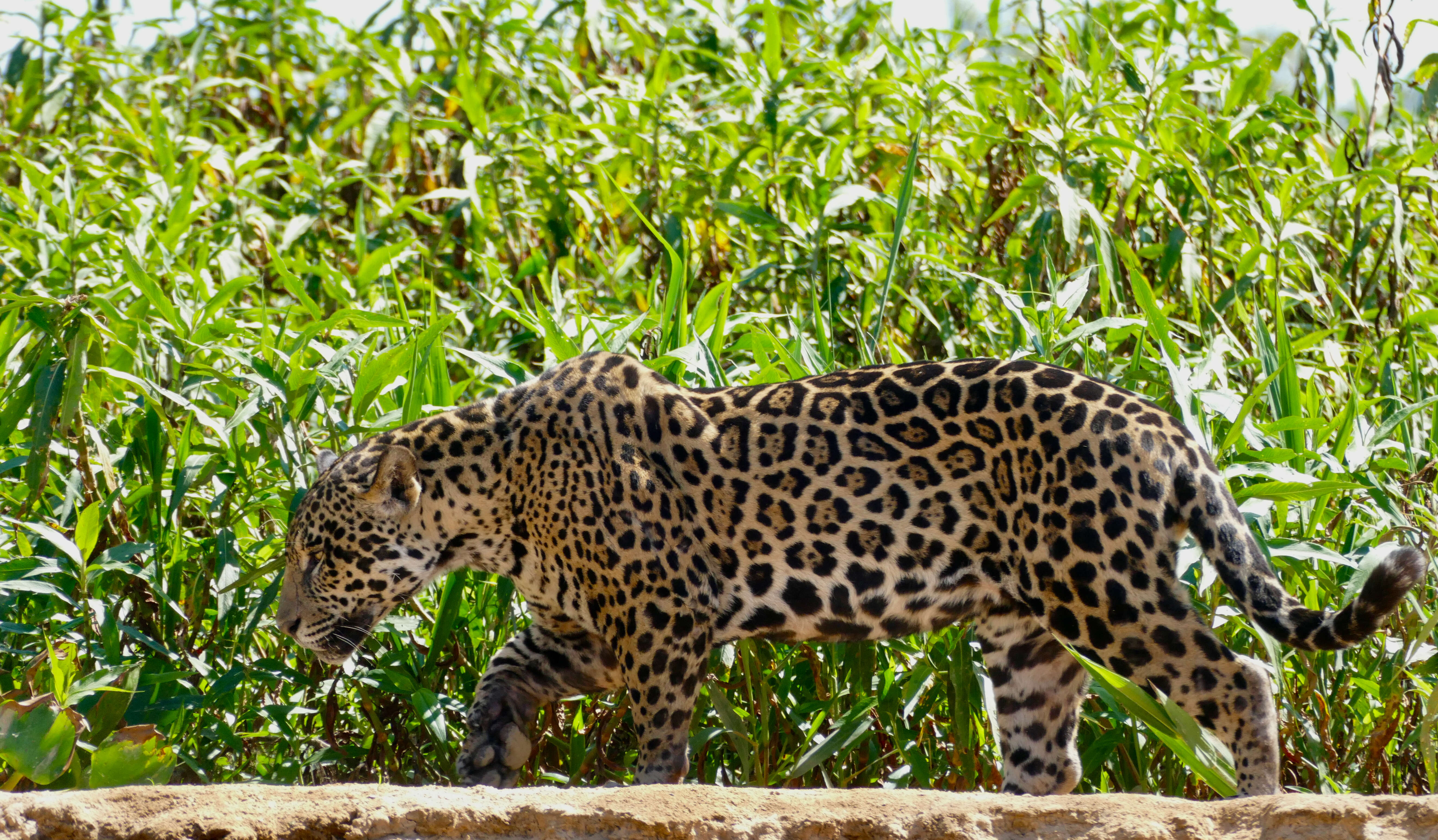 Image of Jaguar