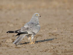 Image de Busard cendré