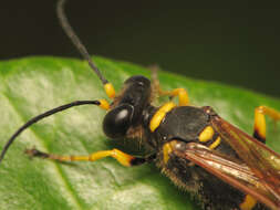 Image of mud daubers