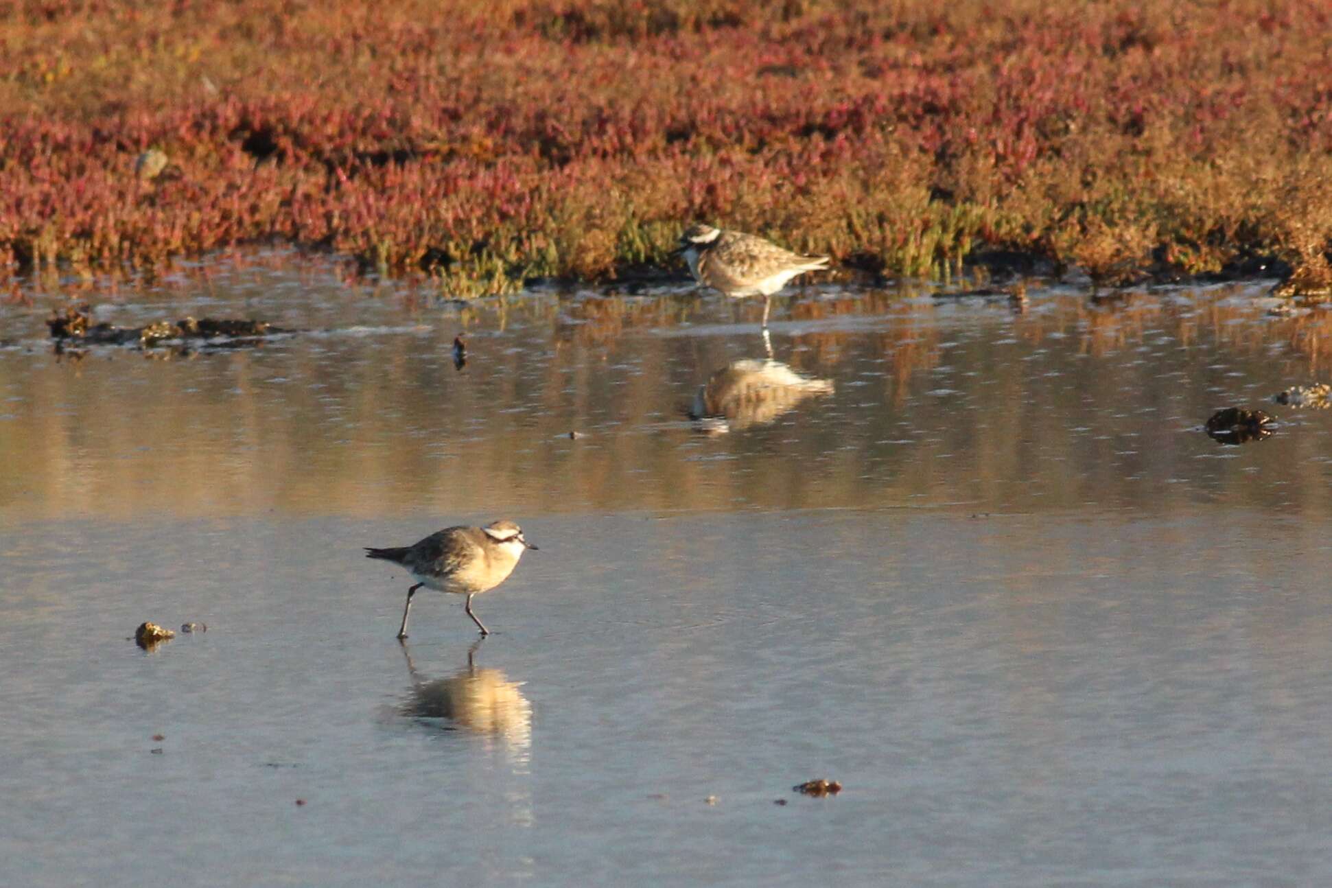 Image of Kittlitz's Plover