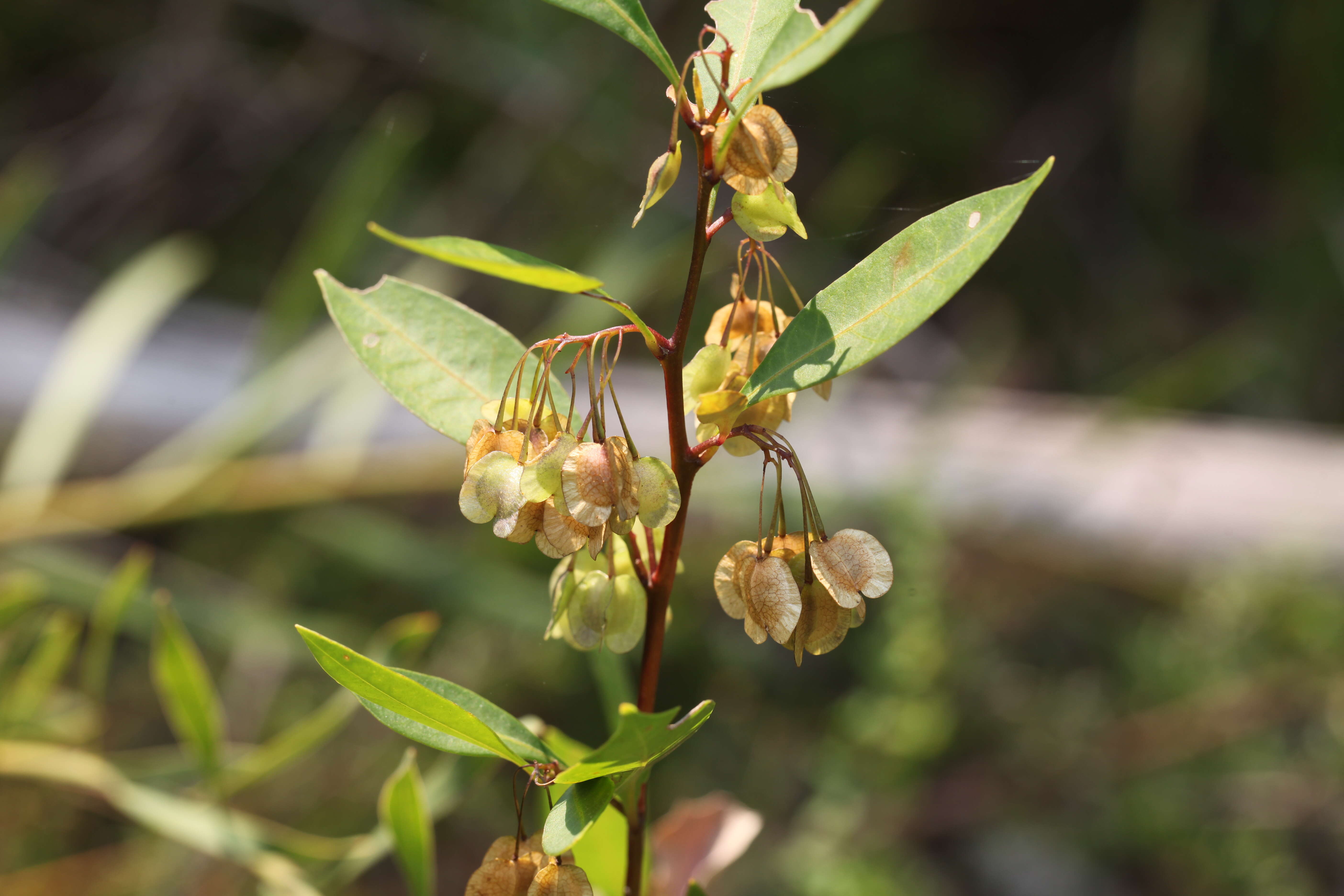 Image of Dodonaea triquetra Wendl.