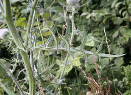 Image of woolly thistle