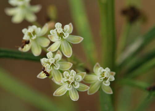 Image of whorled milkweed