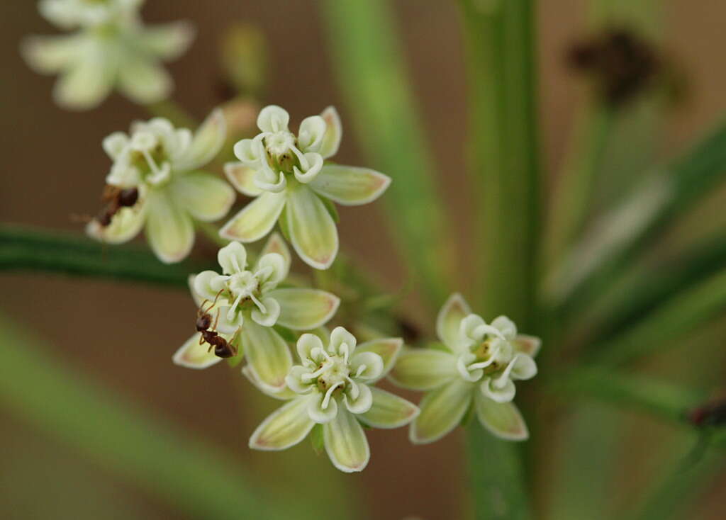 Image de Asclepias