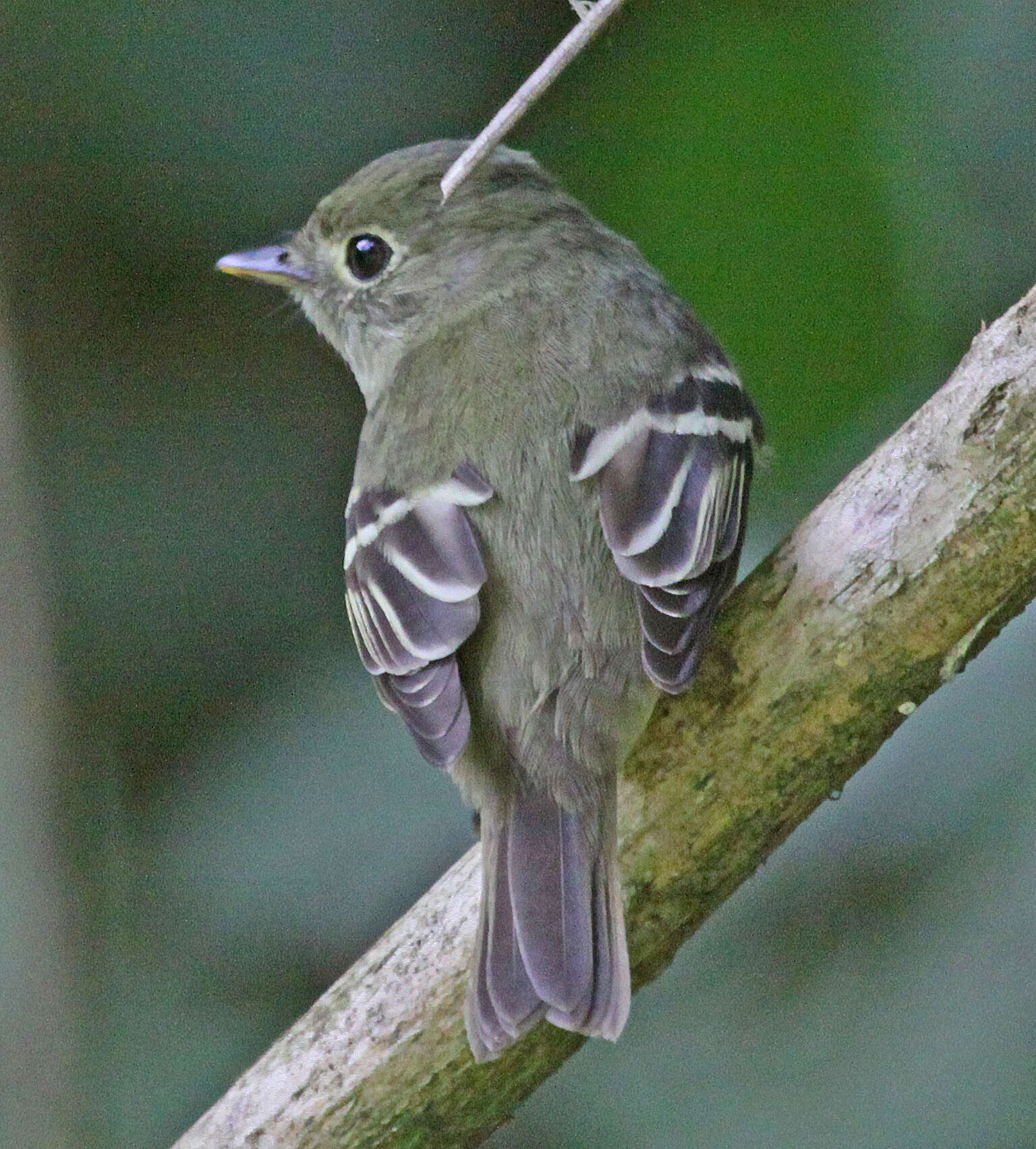 Image of Yellow-bellied Flycatcher