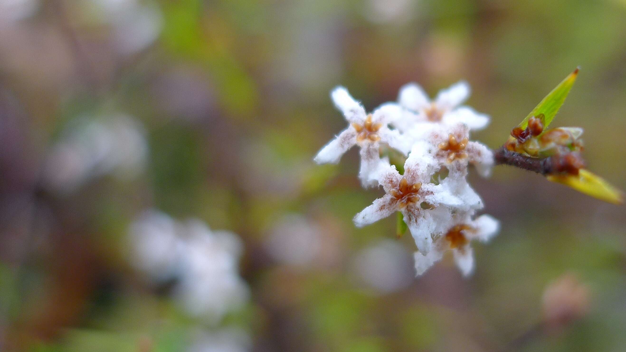 Слика од Leucopogon virgatus (Labill.) R. Br.