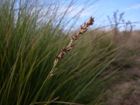 Image of Carex appressa R. Br.