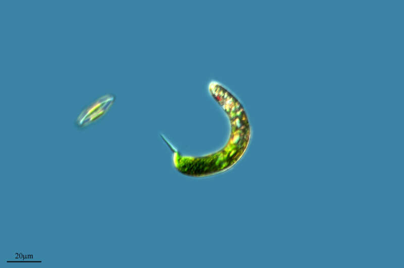 Image of Euglena