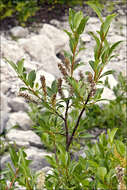 Image of Salix glabra Scop.