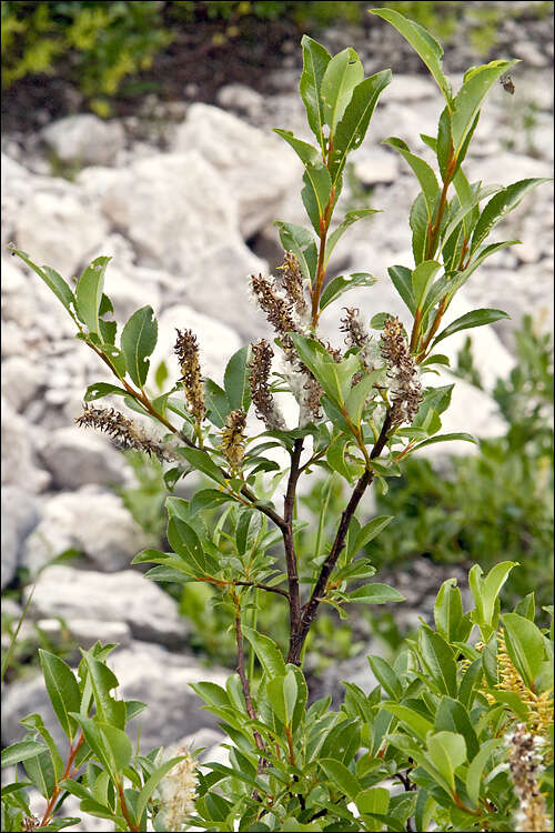Image of Salix glabra Scop.