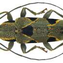 Image of Tmesisternus distinctus Boisduval 1835
