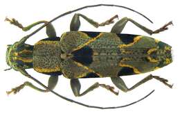 Image of Tmesisternus distinctus Boisduval 1835