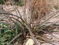 Image de Hesperaloe parviflora (Torr.) J. M. Coult.