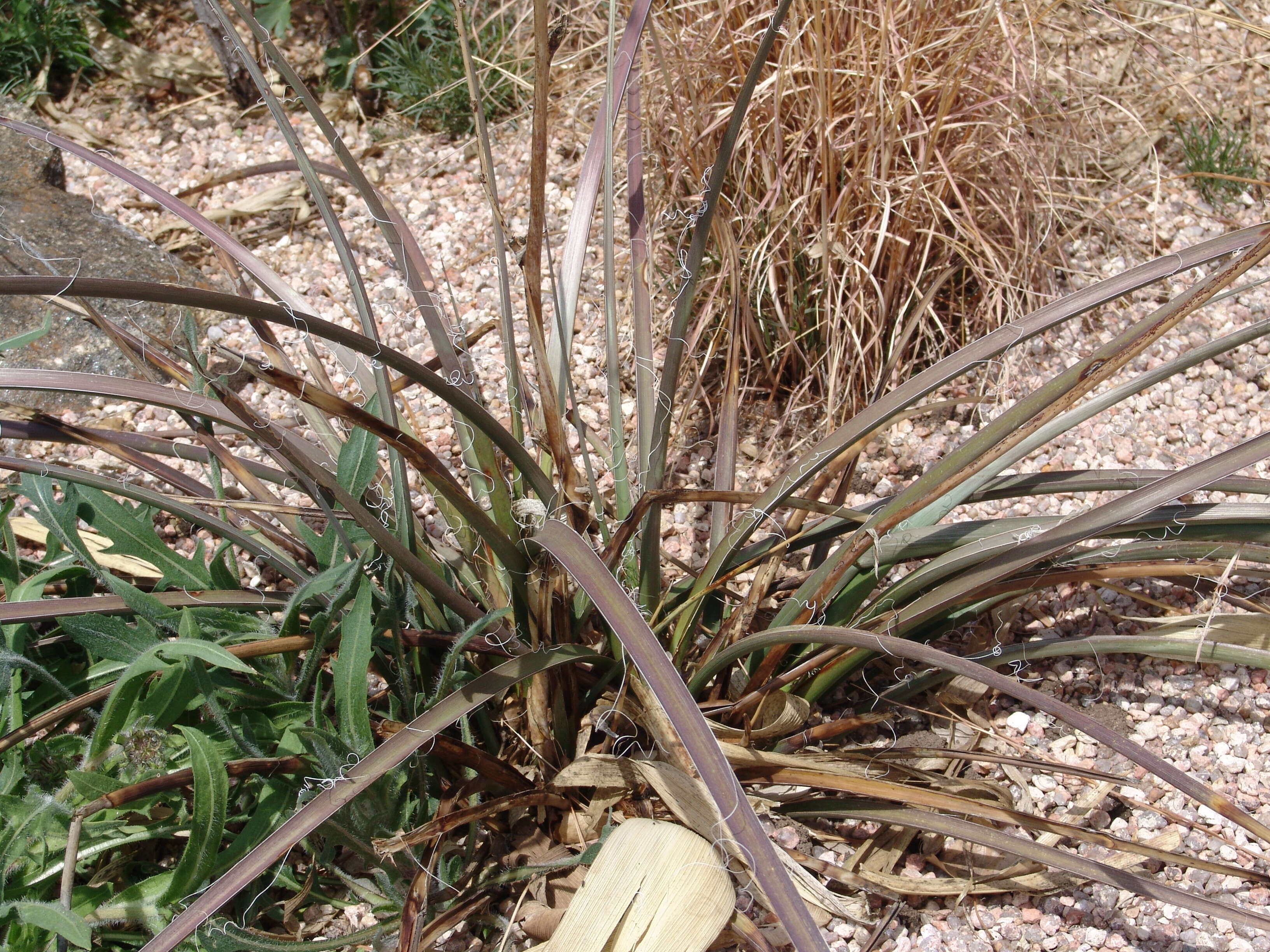 Image of false yucca