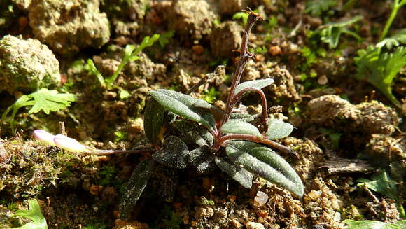 Image of Spigelia genuflexa Popovkin & Struwe