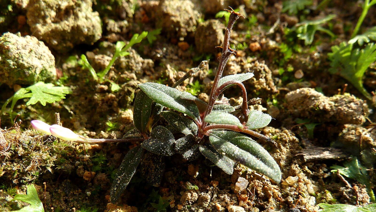 Plancia ëd Spigelia genuflexa Popovkin & Struwe