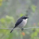 Image of Grey Bush Chat