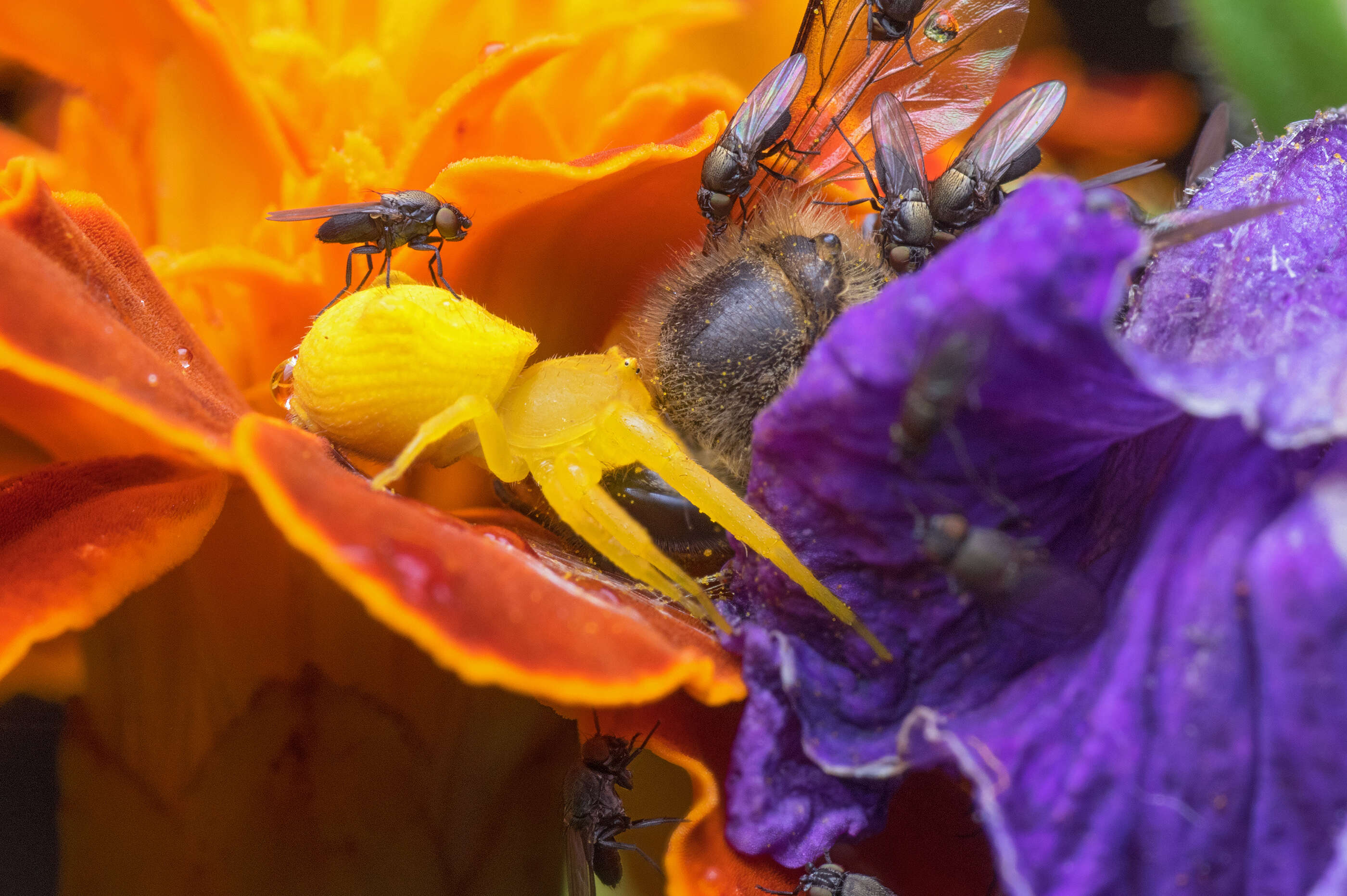 Image of Flower Crab Spiders