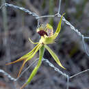 Image of Arrowsmith spider orchid