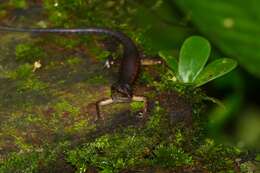 Image of blue-headed forest skink