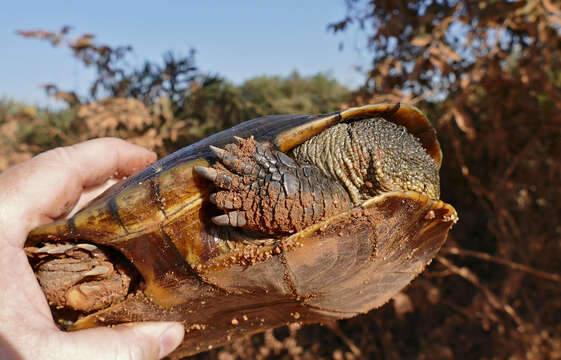 Image of Acanthochelys