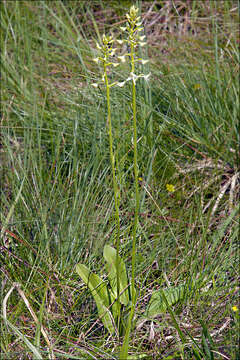 Image of Platanthera bifolia subsp. bifolia