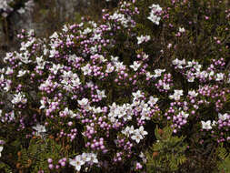 Boronia citriodora subsp. citriodora resmi