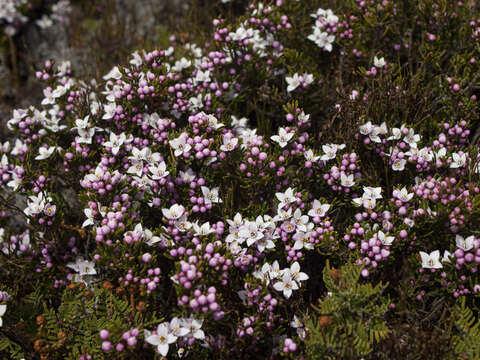 Image of Boronia citriodora subsp. citriodora