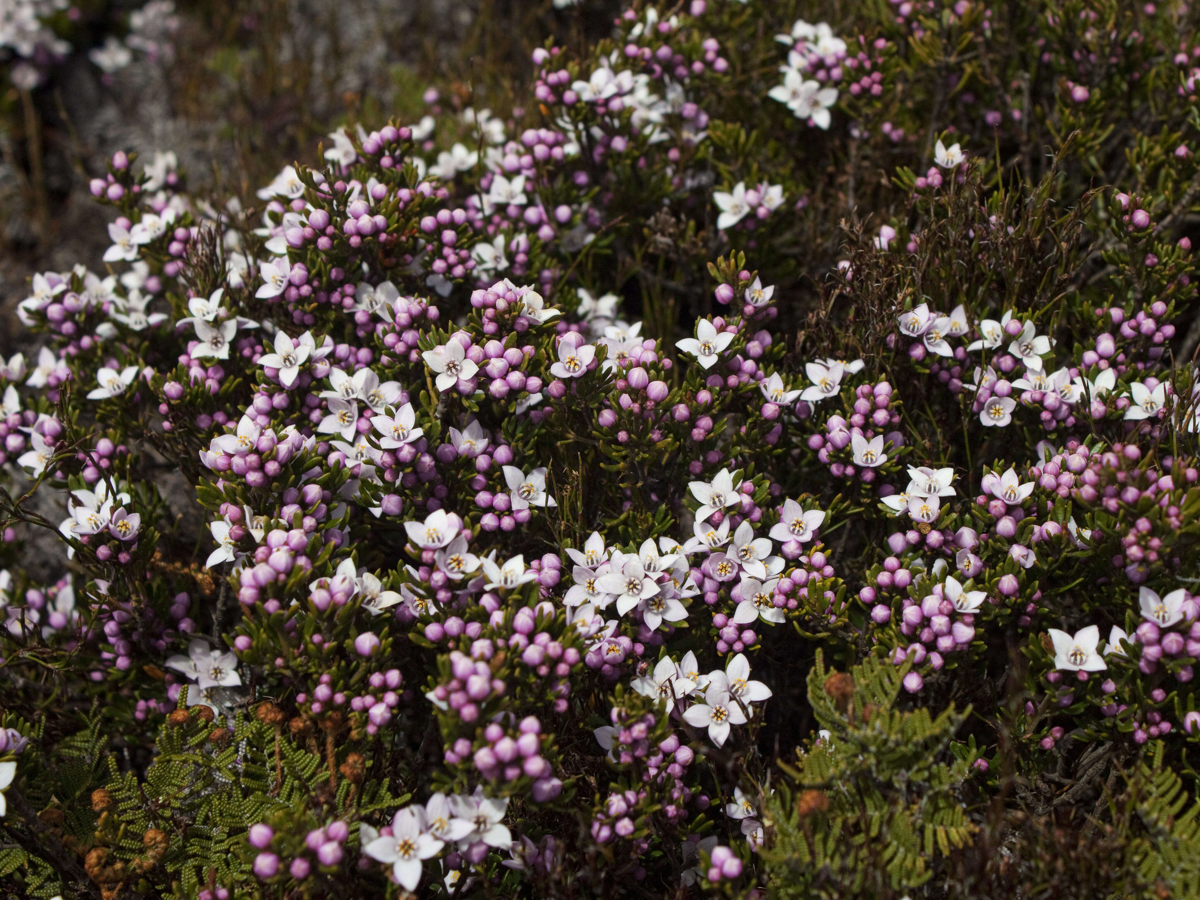 Image of Lemon Boronia