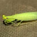 صورة Chloromantis